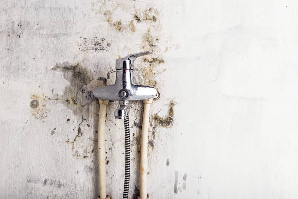 Best Kitchen Mold Remediation in Sky Valley, CA