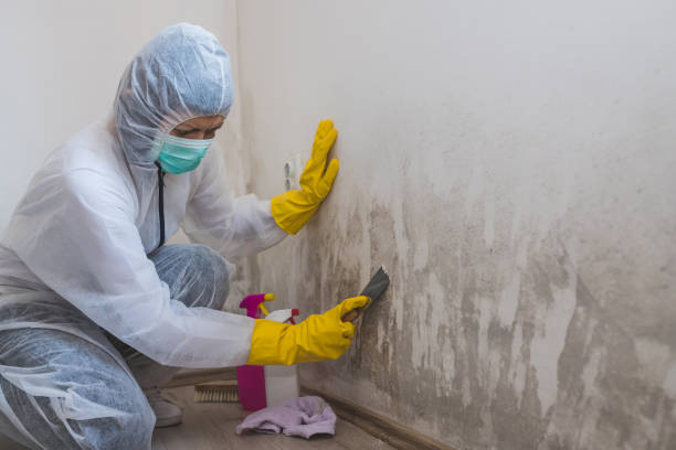 Best Basement Mold Remediation in Sky Valley, CA