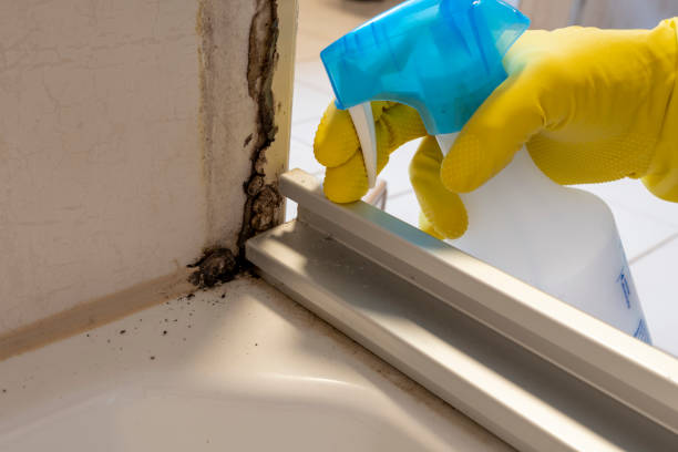 Best Emergency Mold Remediation in Sky Valley, CA