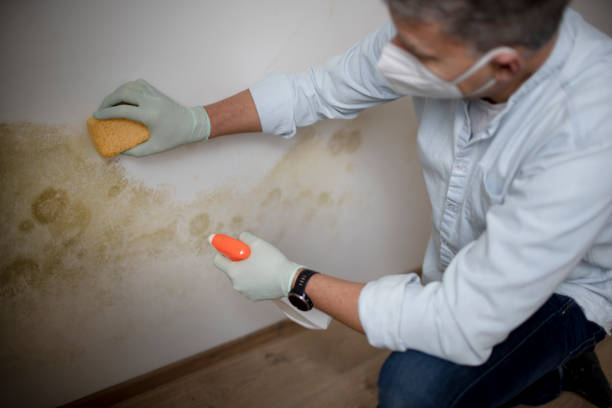 Best DIY Mold Remediation Support Services in Sky Valley, CA