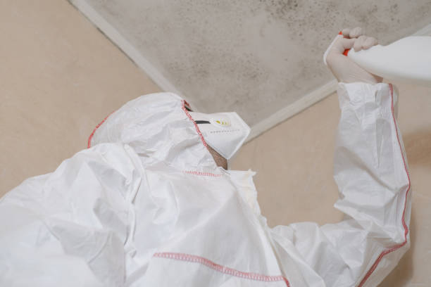 Best White Mold Remediation in Sky Valley, CA