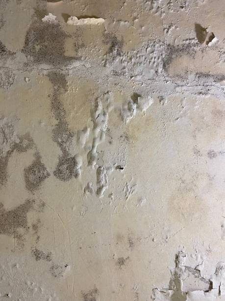 Best Attic Mold Remediation in Sky Valley, CA