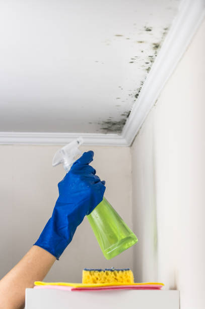 Best Industrial Mold Remediation in Sky Valley, CA